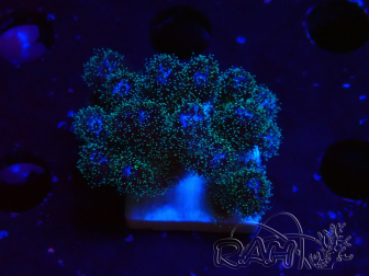 WYSIWYG Pocillopora damicornis rose 1C2