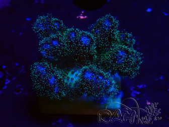 WYSIWYG Pocillopora damicornis rosa