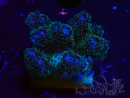 WYSIWYG Pocillopora damicornis  rose 1C3