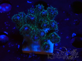 WYSIWYG Pocillopora damicornis  rose 1C4