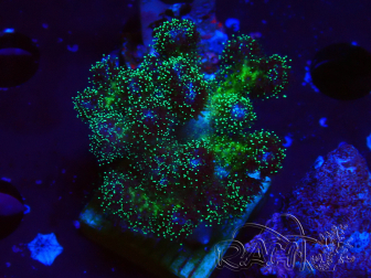 WYSIWYG Pocillopora damicormis Oro folle