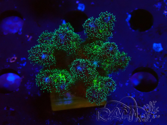 WYSIWYG Pocillopora damicormis Gold insane