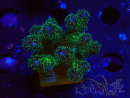 WYSIWYG Pocillopora damicormis Gold insane 1D6