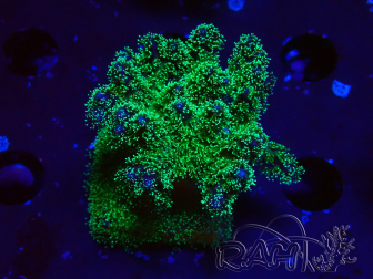 WYSIWYG Pocillopora damicormis tricolor 1E3