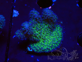WYSIWYG - Stylophora Arbusto Rosa y Verde