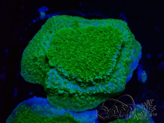WYSIWYG Montipora Meseta Amarillo/Verde
