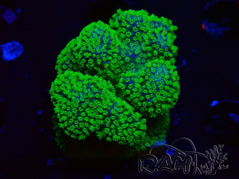 WYSIWYG Stylophora Rose fluorescent green polyps