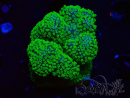 WYSIWYG Stylophora Rosa polipi verde fluorescente