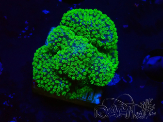 WYSIWYG Stylophora Rose fluorescent green polyps