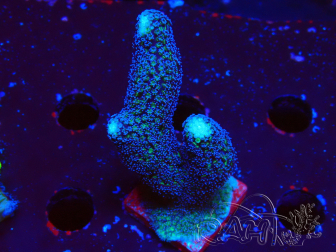 WYSIWYG Stylophora milka 1I1