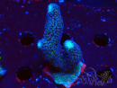WYSIWYG Stylophora milka 1I1