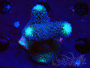 WYSIWYG Stylophora milka 1I4