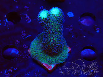 WYSIWYG Stylophora milka 1I6