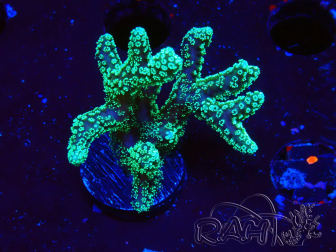 WYSIWYG Seriatopora caliendrum Electric Green 1L1
