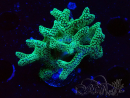 WYSIWYG Seriatopora caliendrum Electric Green 1L2