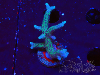 WYSIWYG Seriatopora caliendrum Rosa