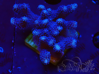 WYSIWYG Stylophora Purple Dünner Zweig