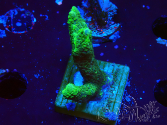 WYSIWYG - Green Montipora digitata