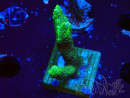 WYSIWYG- Montipora digitata grün