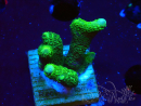 WYSIWYG - Green Montipora digitata