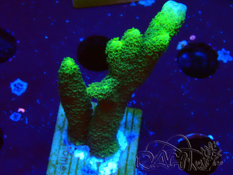 WYSIWYG- Montipora digitata vert