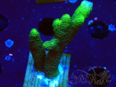 WYSIWYG- Montipora digitata vert 1N3