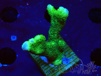 WYSIWYG- Montipora digitata vert