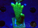 WYSIWYG - Green Montipora digitata