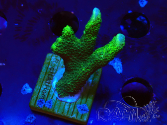 WYSIWYG - Montipora digitata verde