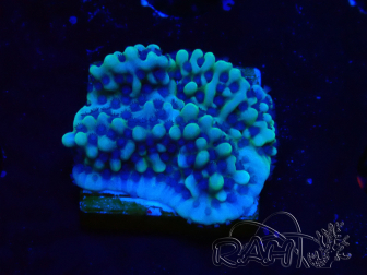 WYSIWYG Montipora undata 1O4