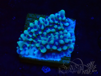 WYSIWYG Montipora undata 1O5