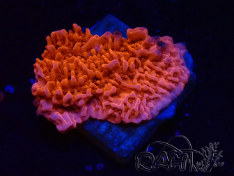 WYSIWYG Montipora Red Plateau