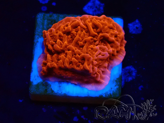 WYSIWYG Montipora Plateau Rosso