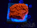 WYSIWYG Montipora Plateau Rosso