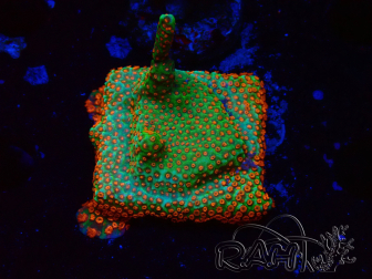 WYSIWYG Montipora Fire Forest 1Q1