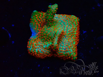 WYSIWYG Montipora Fire Forest 1Q2