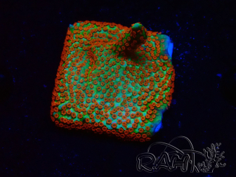WYSIWYG Montipora Fire Forest 1Q3