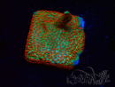 WYSIWYG Montipora Foresta di Fuoco