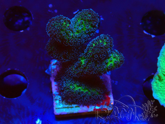 WYSIWYG Stylophora Rosada