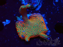 WYSIWYG Montipora digitata 1R1