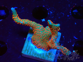 WYSIWYG Montipora digitata 1R2