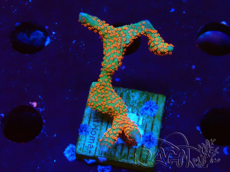WYSIWYG Montipora digitata 1R3