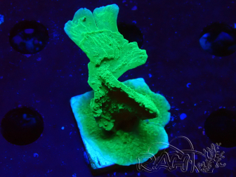 WYSIWYG Green Apple Montipora Plateau