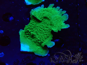WYSIWYG Montipora Piattaforma Verde Mela
