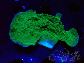 WYSIWYG Montipora Plateau Vert Pomme
