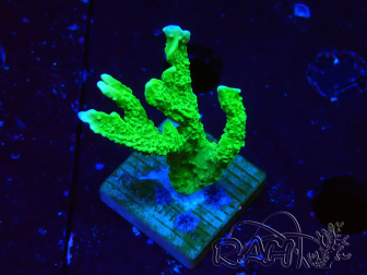 WYSIWYG Montipora stellata 1S1
