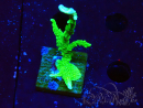 WYSIWYG Montipora stellata
