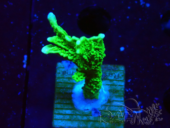 WYSIWYG Montipora stellata