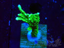 WYSIWYG Montipora stellata 1S3