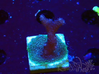 WYSIWYG Montipora Polype Violet 1U3